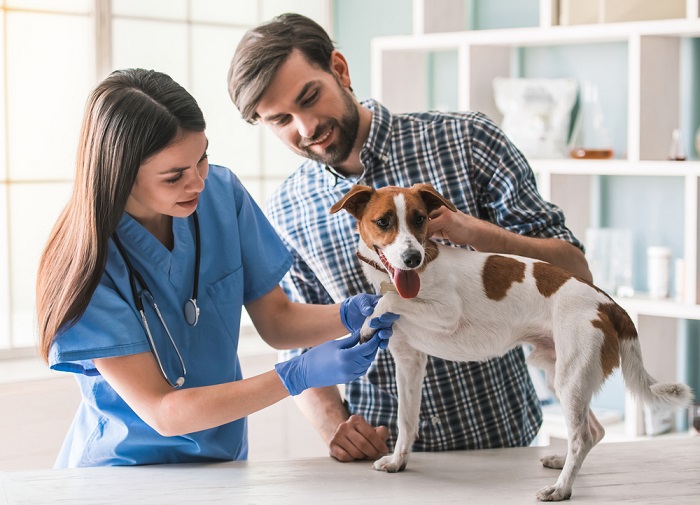 What Are the Advantages of Having a Dedicated Veterinary Clinic for My Pet’s Care and How Does It Impact Their Health